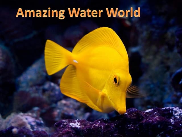 Amazing water world