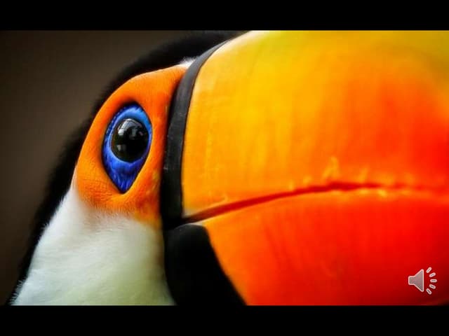 Amazing Wildlife- Photographer Detl...