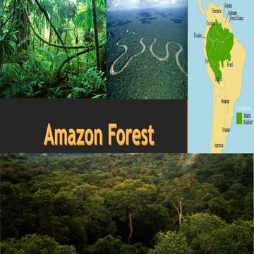 Amazon forest | PPT