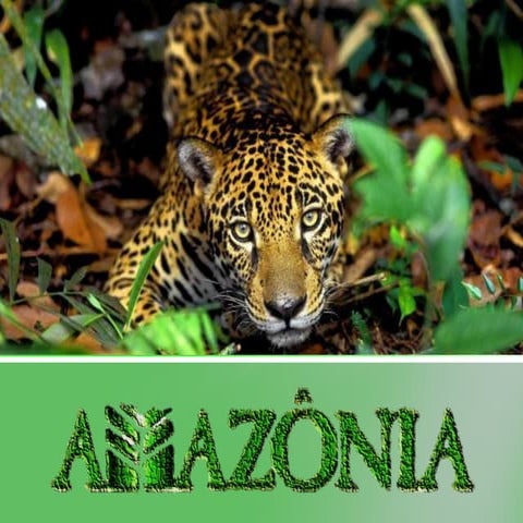 Ecologia - Bioma Amazônia