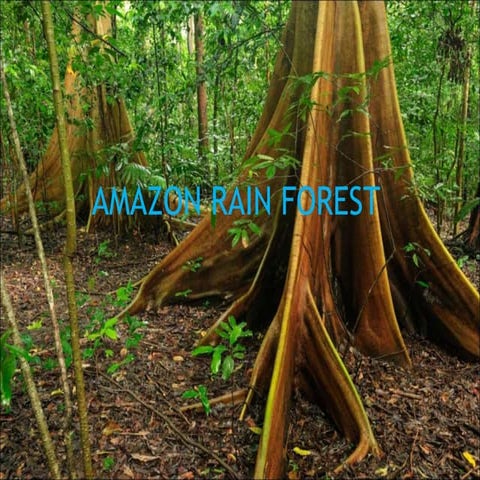 Amazon rain forest.pptx