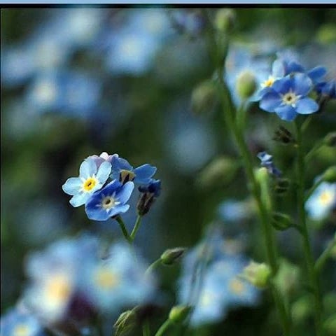 Amblyopia treatment dr mirzajani