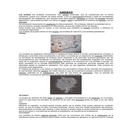 Amebas | DOCX