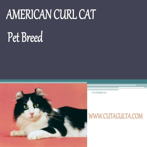 American curl | PPTX