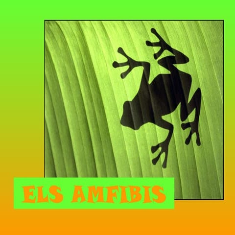 Amfibis