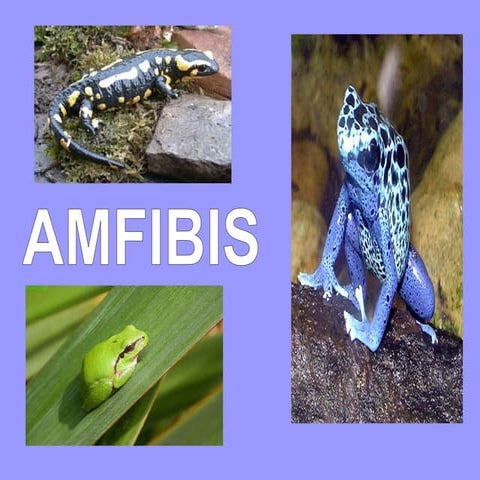 Amfibis
