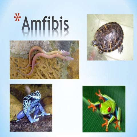 Amfibis