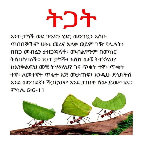 Amharic poem by Fitsum | PDF
