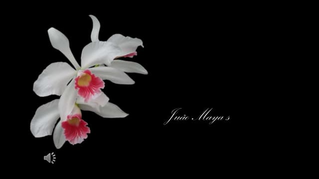 Am I Blue? (Billie Holiday) PPT