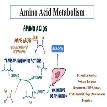 Amino acid metabolism (Amino Acid Deamination)