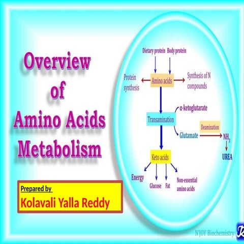 Amino acid metabolism | PPTX