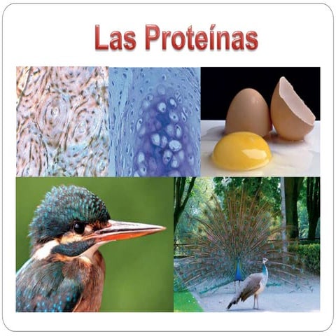 PROTEINAS_ presentacion clase biologia celular | PPTX
