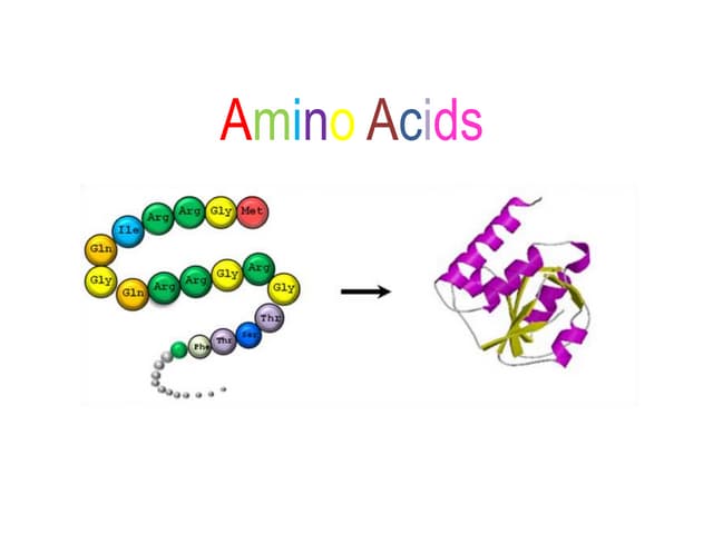 Amino Acids (building blocks of protein) pptx Amino Acids (building blocks of protein) pptx