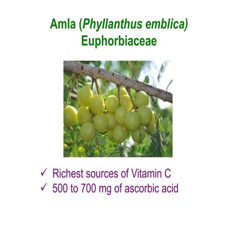 Amla Production and plantation