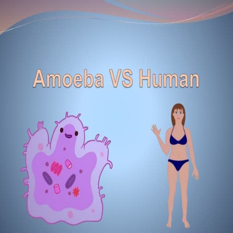 Amoeba vs human