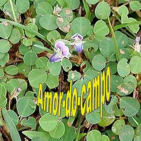 Amor Do Campo | PPT