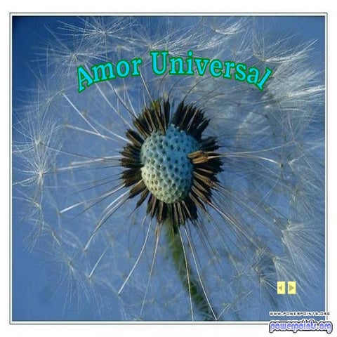 	amor universal			