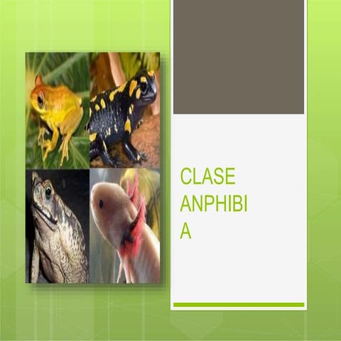 amphibia-.pptx