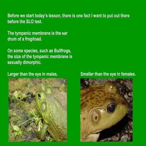 Amphibian Defense Notes