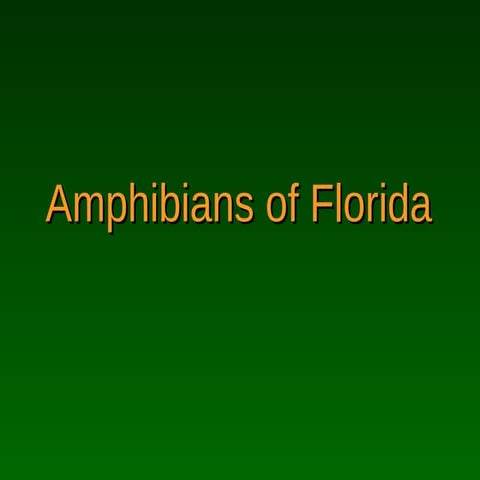 Amphibians Of Florida