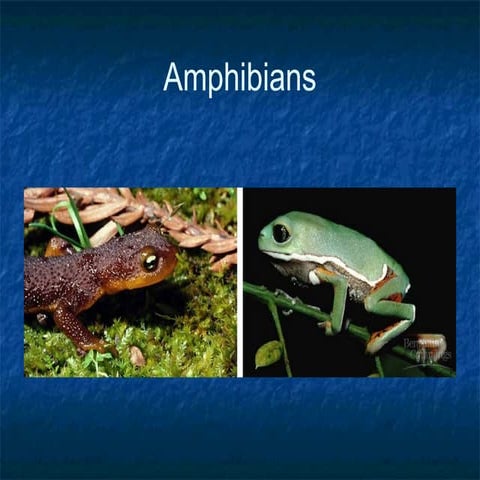 Amphibians.