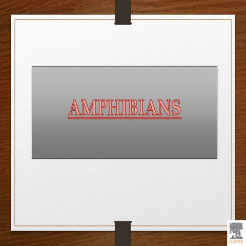 Amphibians.ppt lecture.ppt