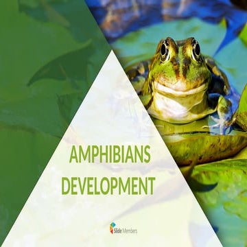 amphibians development PowerPoint presentation