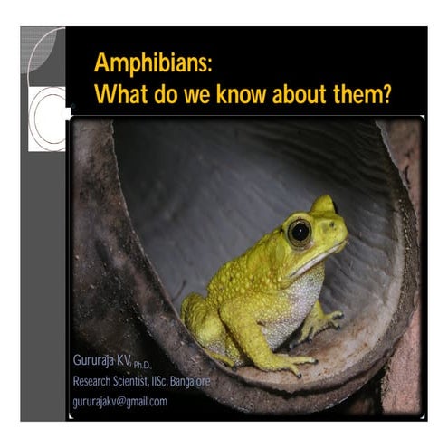 Amphibians: What do we know about them?