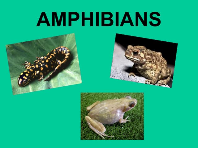 Amphibians Ppt Blog Ppt Amphibians Ppt Blog Ppt