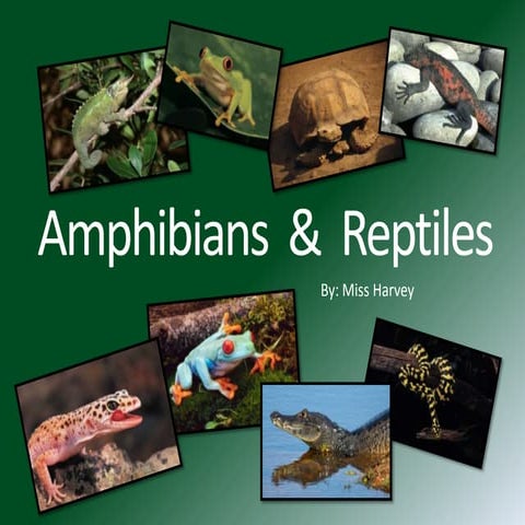 Amphibians  &  Reptiles