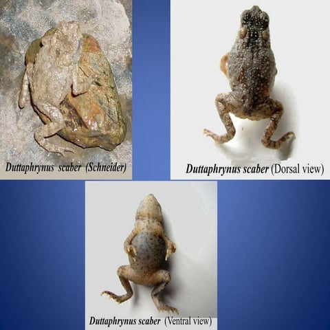 AMPHIBIA - MORPHOLOGY AND ANATOMY | PPTX