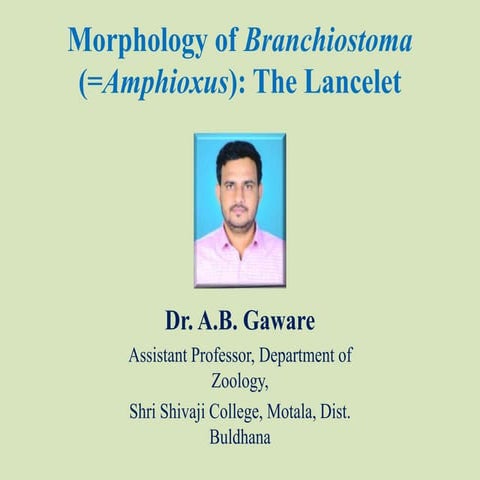 Branchiostoma.pptx