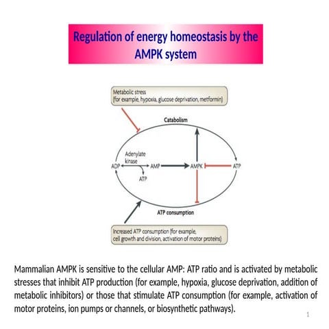 Amf activated protein kinase pathway .pptx