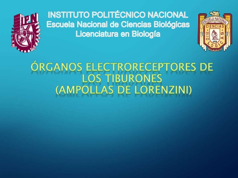 Órganos Electroreceptores de los Tiburones (Ampollas de Lorenzini)