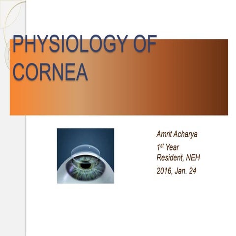  cornea physiology