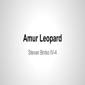 Amur leopard   stevan