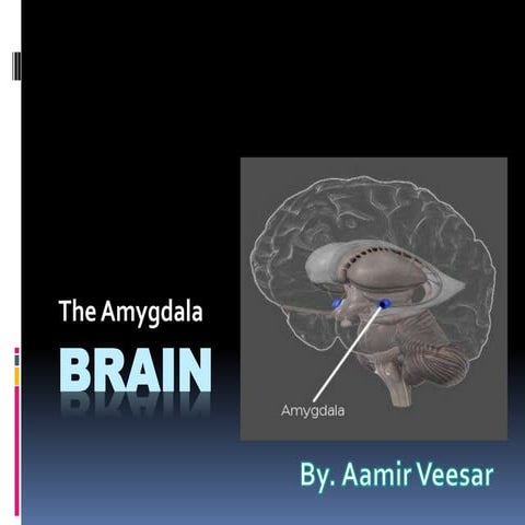 Amygdala Presentation