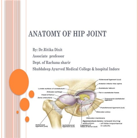 HIP JOINT ANATOMY : Joint Capsule,Ligaments,Movements and Muscles ...
