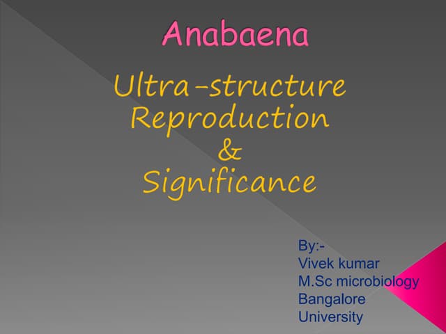 Anabaena