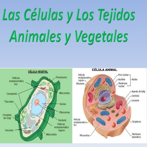  Célula animal y vegetal - Anabel y David