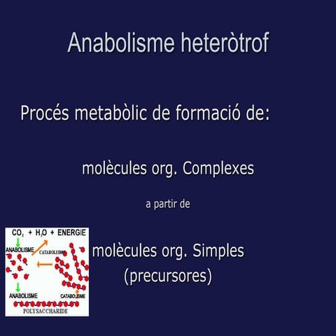 Anabolisme heteròtrof