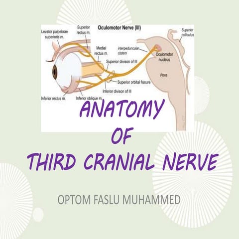 Anatomy of 3rd cranial nerve