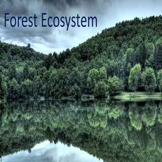 Forest  Ecosystem
