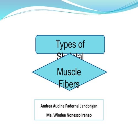 Types of Skeletal Muscle Fibers