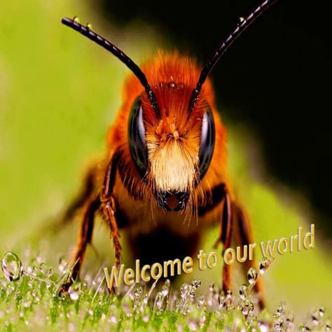  Details information about Honey Bee by Anand Choudhary