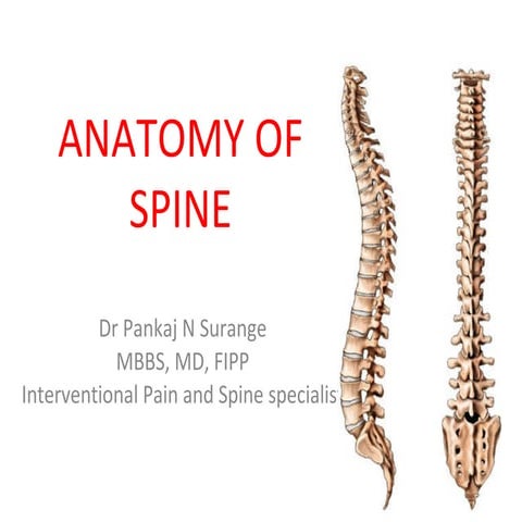 Anatomy of spine