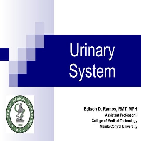 Anaphysio ch 12   urinary
