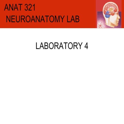 Anat 321  Lab4