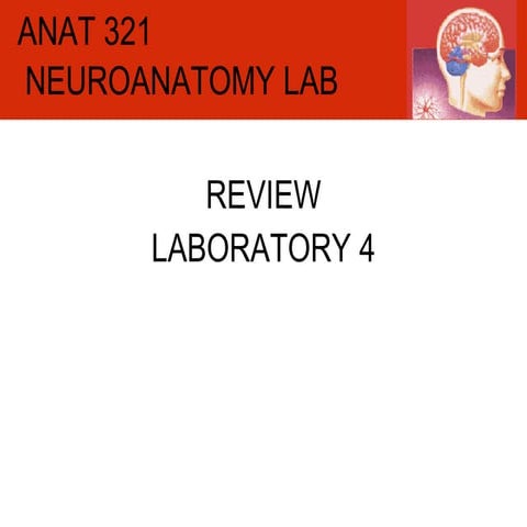 Anat 321 Review Lab 4