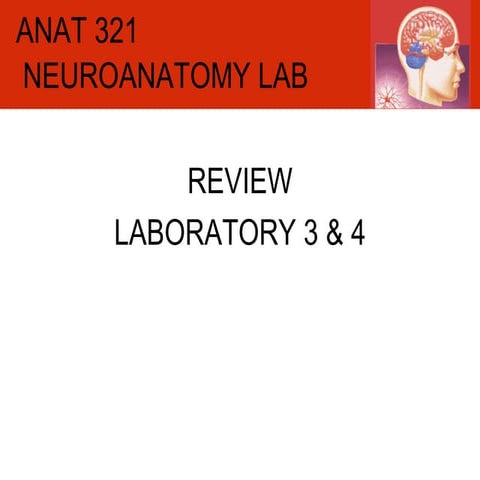 ANAT-321 demonstrator lab: review lab 3 & 4